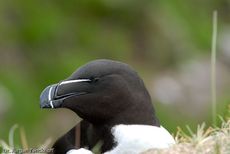 Tordalk (7 von 11).jpg